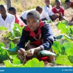 Grade 4 Agriculture and Nutrition Assessment