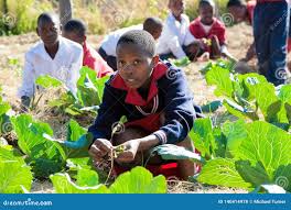 Grade 4 Agriculture and Nutrition Assessment